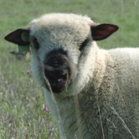 Shropshire - A Likeable Sheep by Montana Jones
