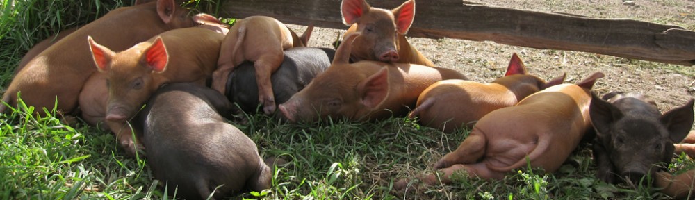 Meet Your Meat / Story and photos by Montana Jones