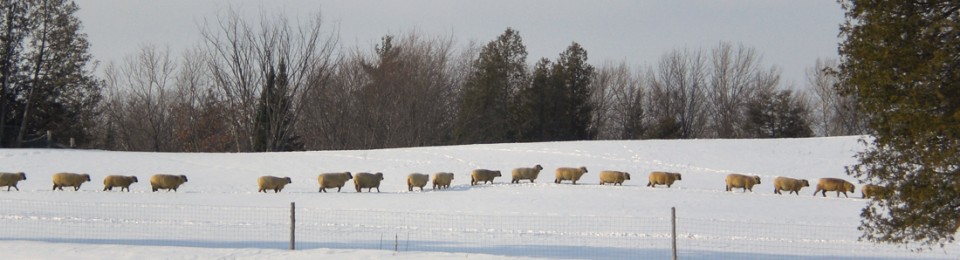 Shropshire: A Likeable Sheep by Montana Jones