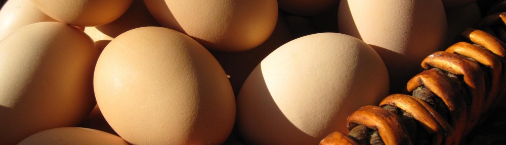 A Good Egg / Story & Photos by Montana Jones