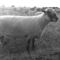 Shropshire - A Likeable Sheep by Montana Jones